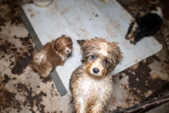 Small havanese dogs look up from dirty pen