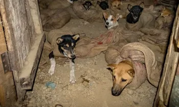 Dogs being kept in a darkened room, their bodies restrained in sacks and some with their mouths tied shut, prior to being slaughtered at a dog meat market