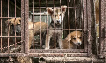 Dogs look out from behind rusty cage bars before being rescued