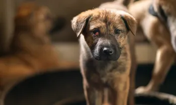 A puppy with cherry eye stands in tire inside an enclosure that has been repurposed to raise puppies at a dog fattening facility