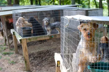 Rows of outdoor rabbit hutches used for housing dogs at a puppy mill.