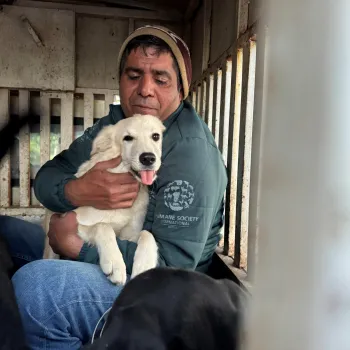 HJ India Street Dog Catch