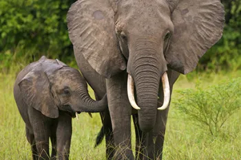 A juvenile elephant holds their trunk to an adult elephant as they want though a clearing in grassland