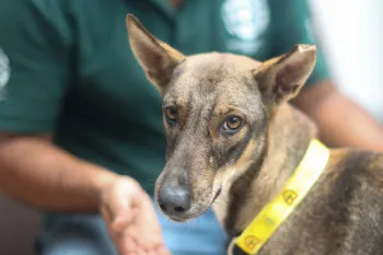 A dog with a yellow collar looks at the camera with a person wearing a green shirt in the background.