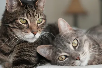 Two cats snuggle up to each other and one looks at the camera