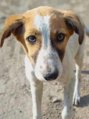 Sad homeless dog looks at camera