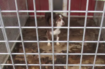 Dog in a filthy cage found in a dog breeding facility in MO