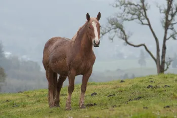 Horse at Duchess Sanctuary