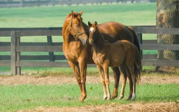 Horse nuzzling her foal on a farm