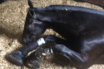 Horse suffering from soring on his legs