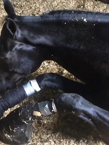 Horse suffering from soring on his legs