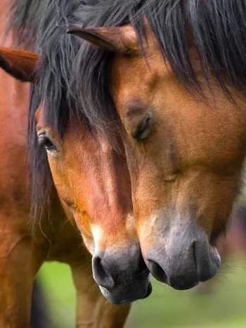 Two horses nuzzling each other
