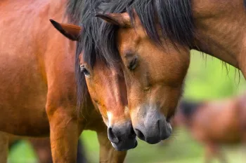 Two horses nuzzling each other