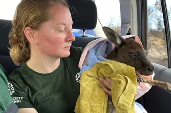 HSI/Australia kangaroo ART rescue Rescued kanagaroo wrapped in a towel, saved from Australia wildfires