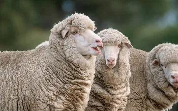 Photo of baby Merino Sheep enjoying the sunshine in a paddock