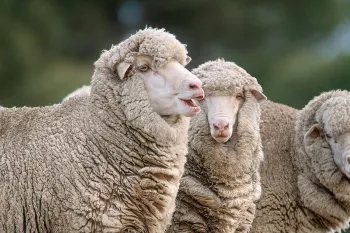 Photo of baby Merino Sheep enjoying the sunshine in a paddock