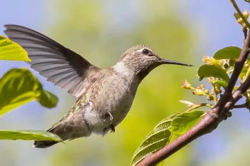 hummingbird sipping nectar from orange flowers