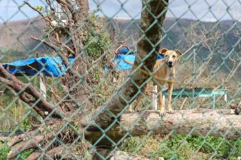 A dog after Hurricane Melissa in Jamaica