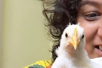 Humane World for Animals India's Sally Varma rescued Tweety the chick from a trash pile at an egg farm in India.