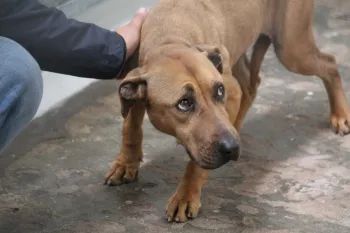 Rescued from dogfighting in Italy