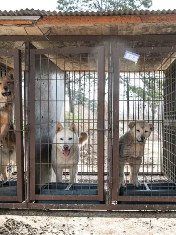 Dogs on a dog meat farm