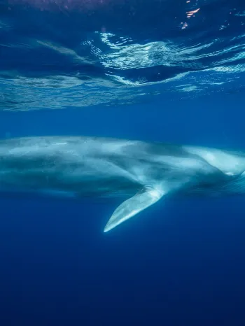 Minke whale