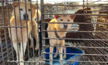Dogs on a dog meat farm