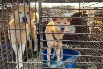 Dogs on a dog meat farm