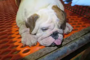 A dog observed at Stonehenge Kennel in Iowa, a puppy mill that appeared for the eighth time in the Horrible Hundred report in 2025 after years of issues for sick and injured dogs