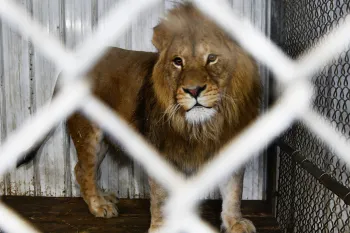 Lion at a roadside zoo