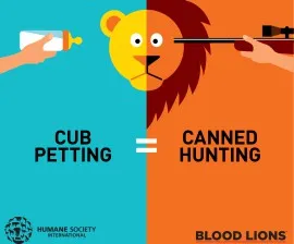 Lion exploitation graphic