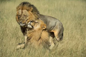 Two male lions named Netsai and Humba in Hwange National Park, Zimbabwe.