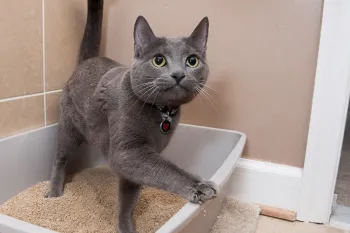 Happy cat leaving litter box 
