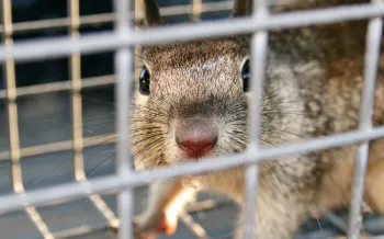trapping a squirrel is not the best way to remove them from your yard