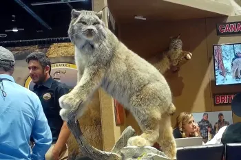 lynx taxidermy trophy on display at Safari Club International's annual convention in Reno, Nevada