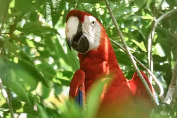 A newly released scarlet macaw settled in a tree