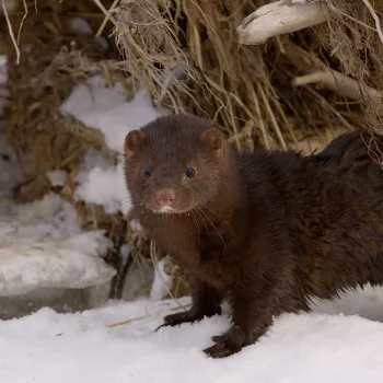 mink in snow