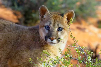 mountain lion, wildlife, poaching, trophy hunting Mountain lion in the wild