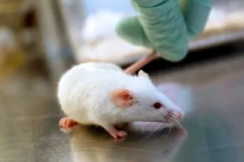 Mouse in a lab