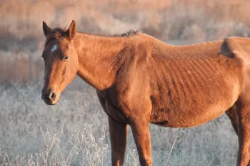 Neglected horse before being rescued - report animal abuse and animal cruelty
