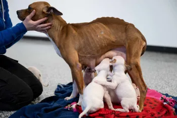 Woman petting mother dog and puppies