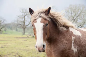 A brown and white horse with a white mane at Duchess Sanctuary