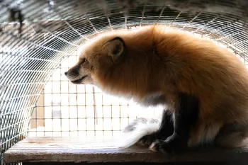 Fox held in cage looking outward