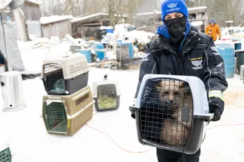 Person holding a crate with a fox