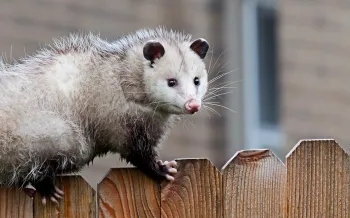 Opossums are safe, nonthreatening creatures who are easy to get rid of gently