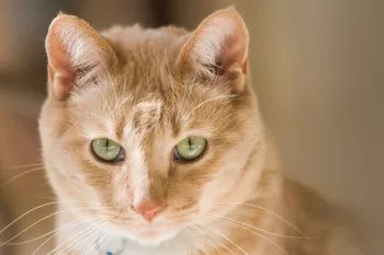 Portrait of an orange cat