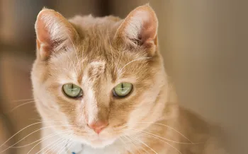 Portrait of an orange cat