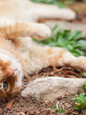 Orange cat lounging in a garden