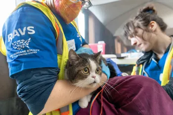 Kaotly the cat receives a medical examination from veterinarian Colleen Cassidy and veterinary assistant Sara Michelassi.