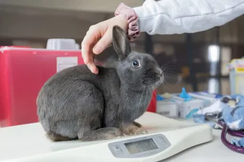 A pet rabbit receives a veterinary exam during the Quinault Nation RAVS clinic.